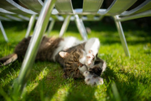 cute tabby white british shorthair cat lying on grass under sunbed stretching paws out cute tabby white british shorthair cat lying on grass under sunbed stretching paws out
